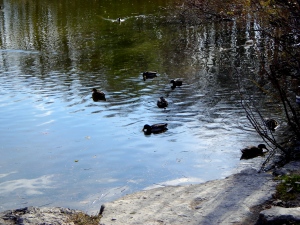 Ducks at the pond