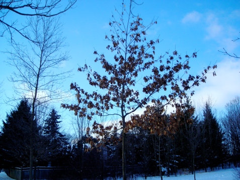 2013 TREE